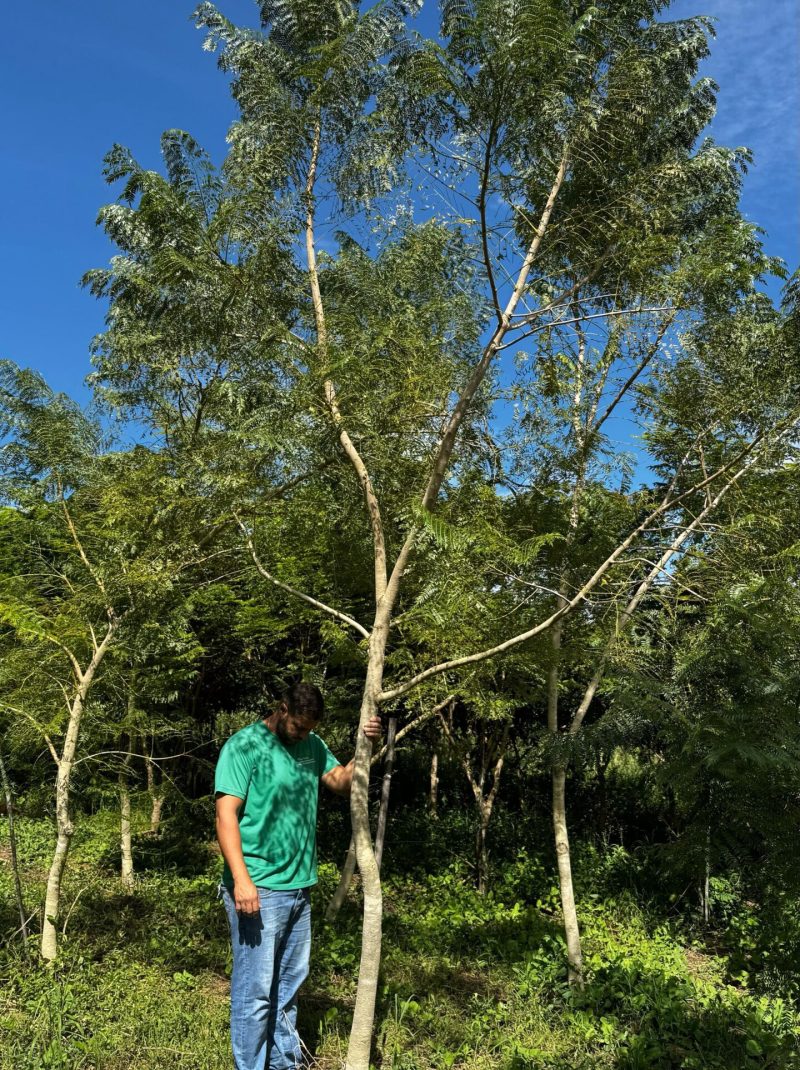 JACARANDÁ MIMOSO